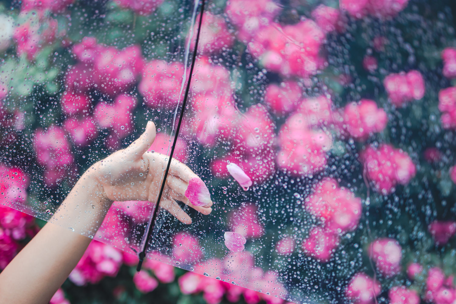 雨の風景