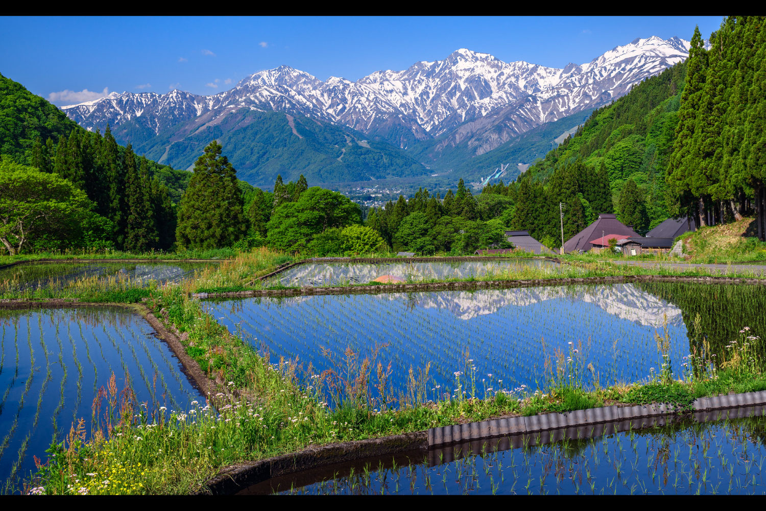 夏めく風景賞