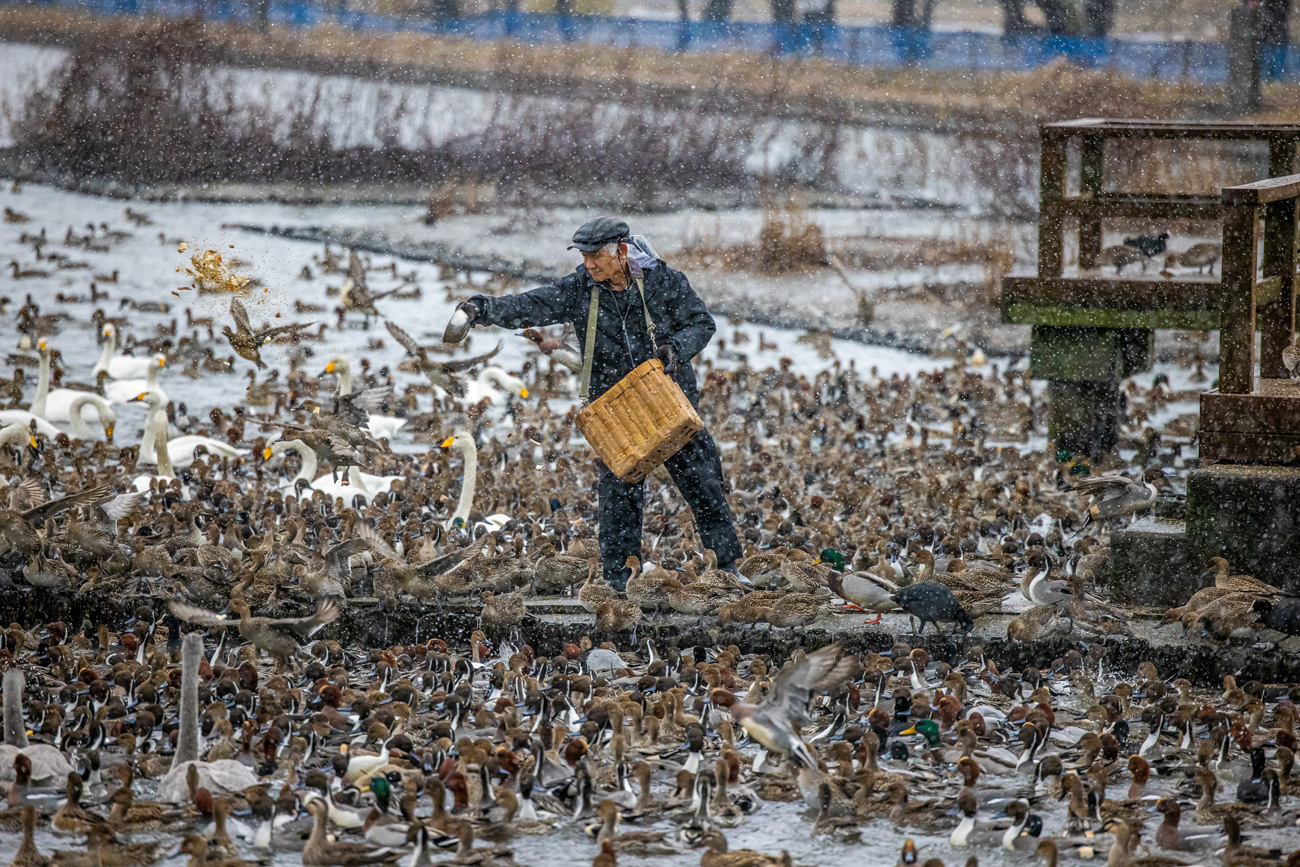 冬の瓢湖