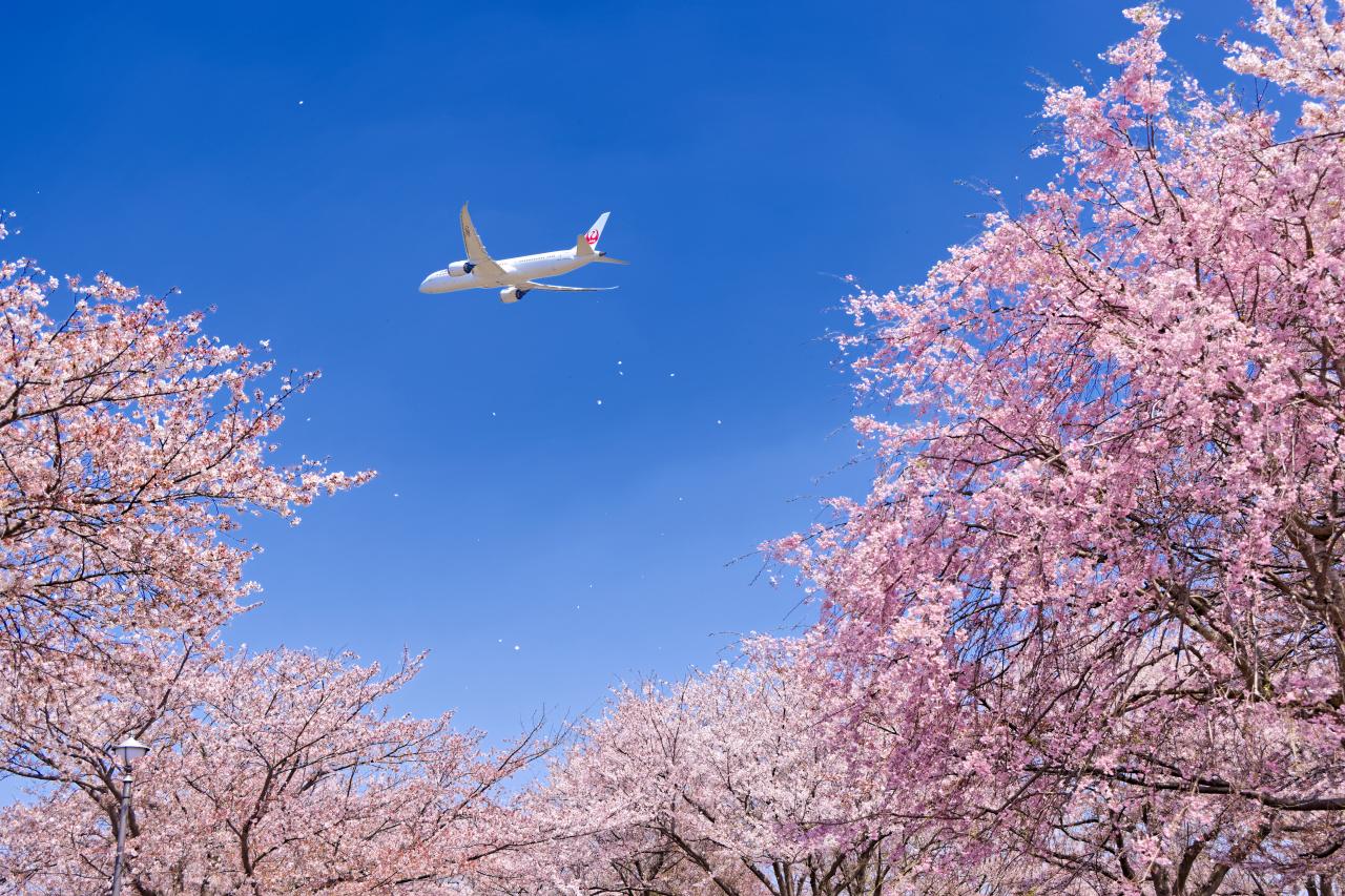 桜舞う空 | EVERYBODY×PHOTOGRAPHER.com