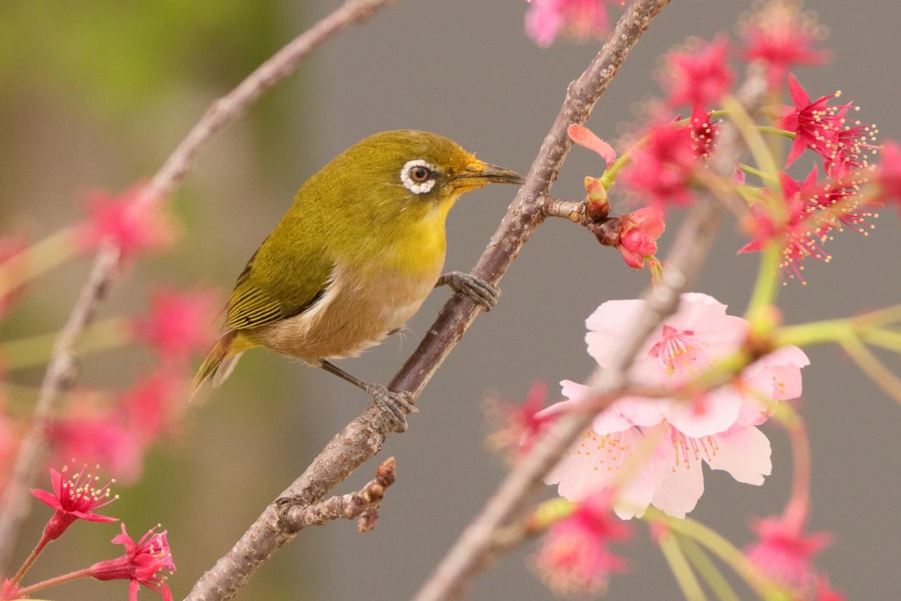 花言葉は 寂しさに耐える Everybody Photographer Com