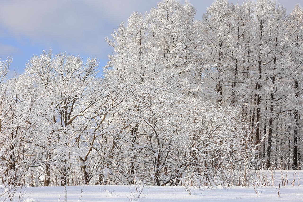 雪桜 Everybody Photographer Com