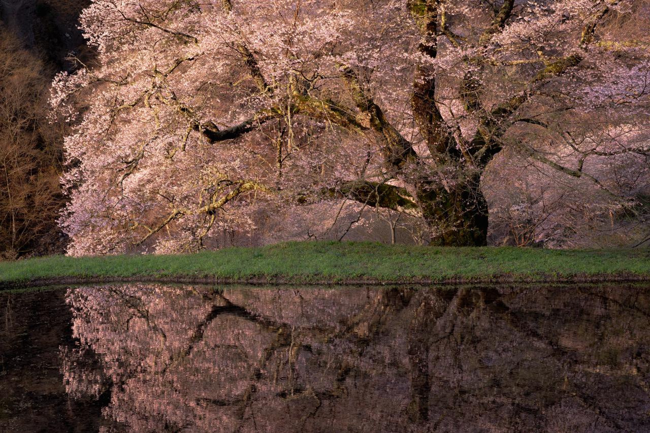 駒つなぎの桜 セール 七分 カメラマン