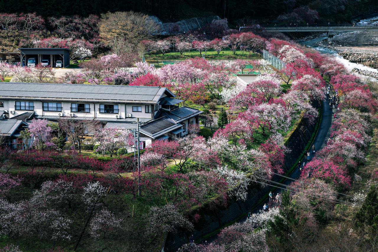 窓越しのしだれ桜 | EVERYBODY×PHOTOGRAPHER.com